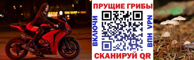 закладка Барабинск Псилоцибиновые грибы Cubensis